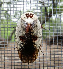 Gyna caffrorum
