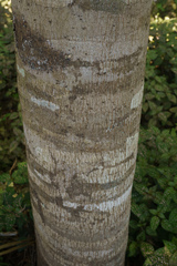 Flindersia schottiana