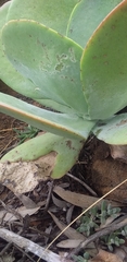 Cotyledon orbiculata