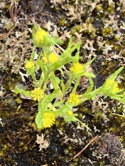 Triptilodiscus pygmaeus