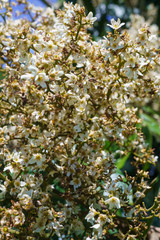 Flindersia schottiana