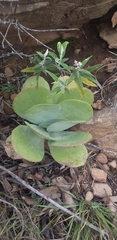 Cotyledon orbiculata