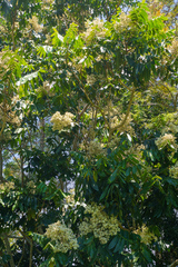 Flindersia schottiana