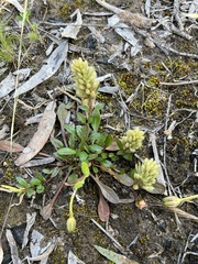 Ptilotus spathulatus