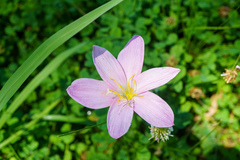 Zephyranthes carinata