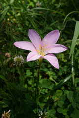 Zephyranthes carinata