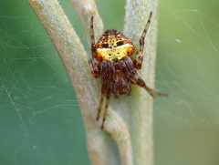 Araneus albotriangulus