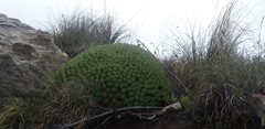 Anthacanthae