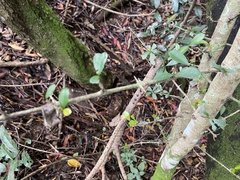 Hyperacanthus amoenus