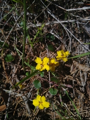 Goodenia hederacea
