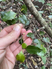 Gymnosporia nemorosa