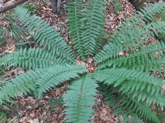 Polystichum × luerssenii