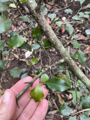 Gymnosporia nemorosa