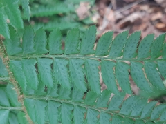 Polystichum × luerssenii