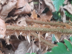Polystichum × luerssenii