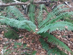 Polystichum × luerssenii