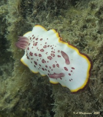 Goniobranchus daphne