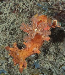 Plocamopherus imperialis