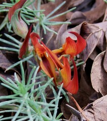 Lotus berthelotii