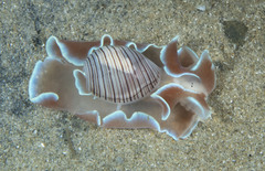 Hydatina physis
