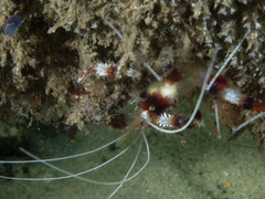 Stenopus hispidus