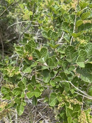 Searsia pyroides pyroides