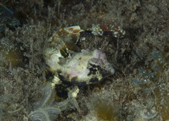 Synchiropus ocellatus