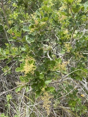 Searsia pyroides pyroides