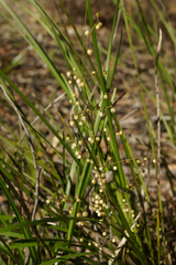 Lomandra laxa