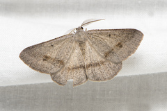 Isturgia penthearia