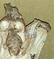 Chiromantis xerampelina