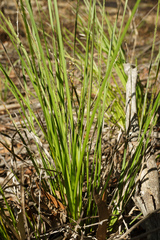 Lomandra laxa