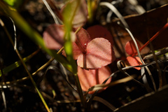 Gonocarpus micranthus