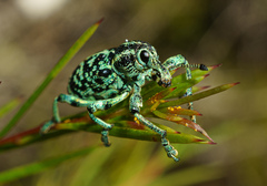 Chrysolopus spectabilis