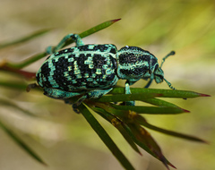 Chrysolopus spectabilis