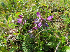 Astragalus alpinus