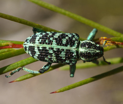 Chrysolopus spectabilis