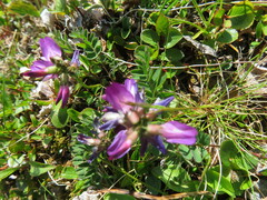 Astragalus alpinus