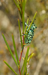 Chrysolopus spectabilis