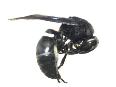 Hymenoptera