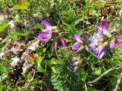 Astragalus alpinus