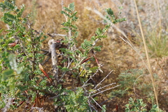 Caragana microphylla