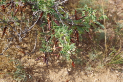 Caragana microphylla