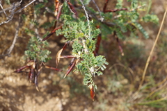 Caragana microphylla