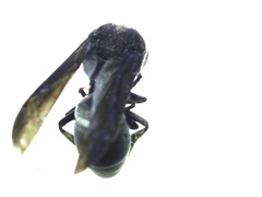 Hymenoptera