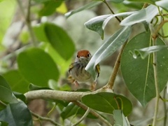 Orthotomus atrogularis