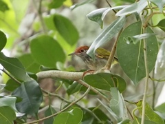 Orthotomus atrogularis