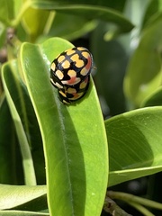 Cheilomenes sulphurea