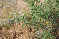 Caragana microphylla