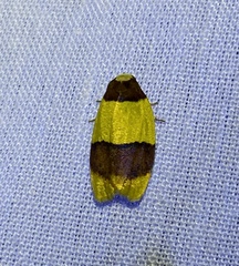Heterallactis euchrysa